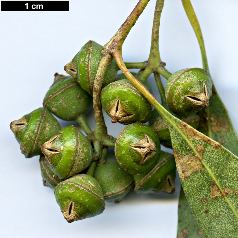High resolution image: Family: Myrtaceae - Genus: Eucalyptus - Taxon: camaldulensis